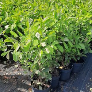 Vavrínovec lekársky Rotundifolia (Okrúhlolistý) – Prunus laurocerasus Rotundifolia