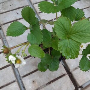 Sadenica jahody Vivara – stálerodiaca
