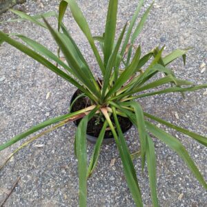 Yucca filamentosa – Juka vláknitá