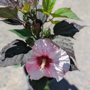 Hibiscus moscheutos , Ibištek bahenný – ružový