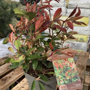 PHOTINIA FRASERI RED ROBIN – červienka