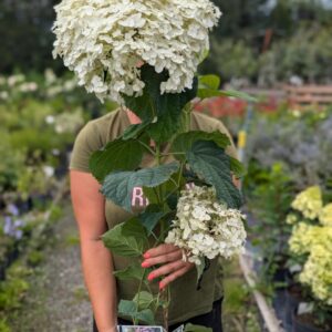 Hydrangea arborescens ‚Pink Annabelle‘