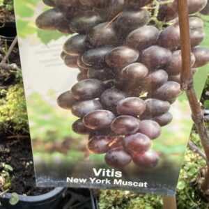 Vinič NEW YORK – tmavý – stredne skorý