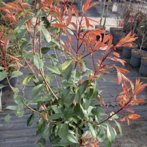 PHOTINIA FRASERI RED ROBIN – červienka