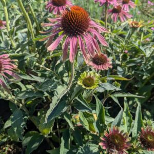 Echinacea purpurea Green Twister