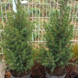 Picea glauca Conica – Smrek