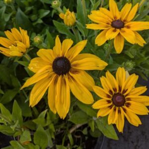 Rudbekia SUNBECKIA PAULINA