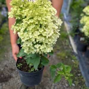 Hydrangea paniculata Hercules